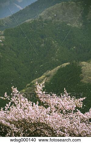 Blooming cherry blossoms at Gunma Prefectural Forest Park, Gunma Prefecture, Japan View Large Photo Image Stock Image - Blooming cherry blossoms at Gunma Prefectural Forest Park, Gunma Prefecture, Japan. Fotosearch