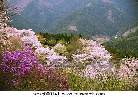 Blooming cherry blossoms at Gunma Prefectural Forest Park, Gunma Prefecture, Japan View Large Photo Image Stock Image - Blooming cherry blossoms at Gunma Prefectural Forest Park, Gunma Prefecture, Japan. Fotosearch