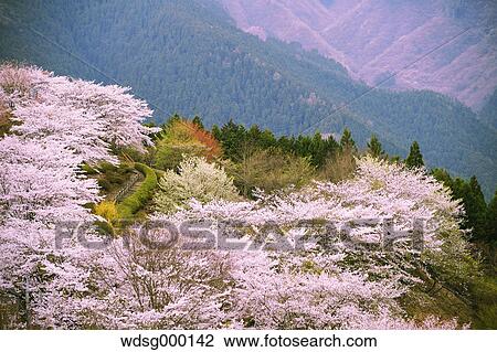Blooming cherry blossoms at Gunma Prefectural Forest Park, Gunma Prefecture, Japan View Large Photo Image Stock Image - Blooming cherry blossoms at Gunma Prefectural Forest Park, Gunma Prefecture, Japan. Fotosearch