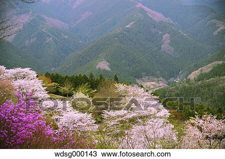 Stock Image - Blooming cherry blossoms at Gunma Prefectural Forest Park, Gunma Prefecture, Japan. Fotosearch