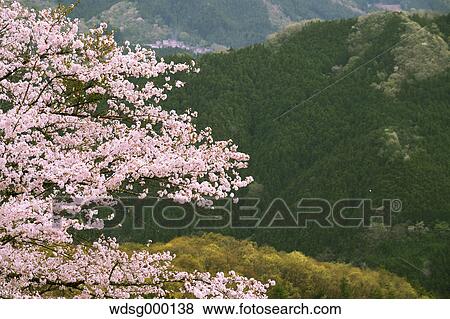 Stock Photo - Blooming cherry blossoms at Gunma Prefectural Forest Park, Gunma Prefecture, Japan. Fotosearch