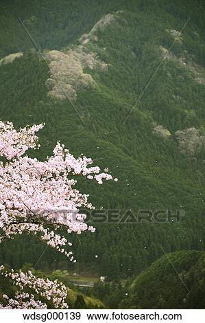 Stock Photo - Blooming cherry blossoms at Gunma Prefectural Forest Park, Gunma Prefecture, Japan. Fotosearch
