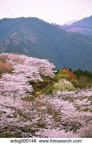 Blooming cherry blossoms at Gunma Prefectural Forest Park, Gunma Prefecture, Japan View Large Photo Image Stock Photo - Blooming cherry blossoms at Gunma Prefectural Forest Park, Gunma Prefecture, Japan. Fotosearch