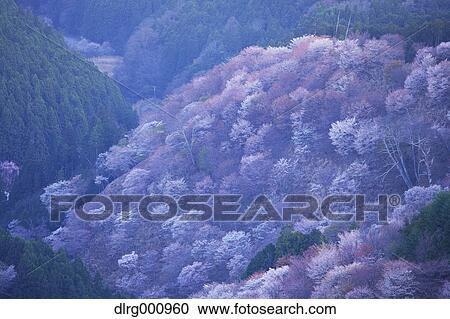 Blooming cherry blossoms at Mount Yoshino, Nara Prefecture, Japan View Large Photo Image Stock Image - Blooming cherry blossoms at Mount Yoshino, Nara Prefecture, Japan. Fotosearch