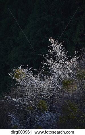 Blooming cherry blossoms at Mount Yoshino, Nara Prefecture, Japan View Large Photo Image Stock Image - Blooming cherry blossoms at Mount Yoshino, Nara Prefecture, Japan. Fotosearch