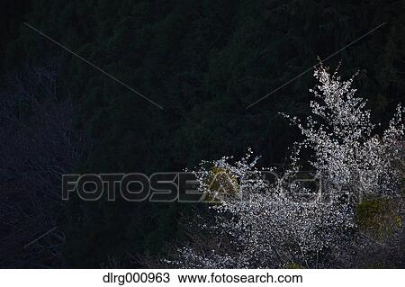 Blooming cherry blossoms at Mount Yoshino, Nara Prefecture, Japan View Large Photo Image Stock Image - Blooming cherry blossoms at Mount Yoshino, Nara Prefecture, Japan. Fotosearch