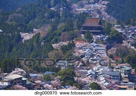 Blooming cherry blossoms at Mount Yoshino, Nara Prefecture, Japan View Large Photo Image Stock Image - Blooming cherry blossoms at Mount Yoshino, Nara Prefecture, Japan. Fotosearch