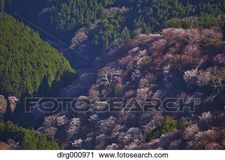 Blooming cherry blossoms at Mount Yoshino, Nara Prefecture, Japan View Large Photo Image Stock Image - Blooming cherry blossoms at Mount Yoshino, Nara Prefecture, Japan. Fotosearch
