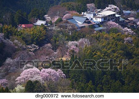 Blooming cherry blossoms at Mount Yoshino, Nara Prefecture, Japan View Large Photo Image Stock Image - Blooming cherry blossoms at Mount Yoshino, Nara Prefecture, Japan. Fotosearch
