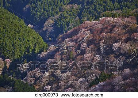 Blooming cherry blossoms at Mount Yoshino, Nara Prefecture, Japan View Large Photo Image Stock Image - Blooming cherry blossoms at Mount Yoshino, Nara Prefecture, Japan. Fotosearch