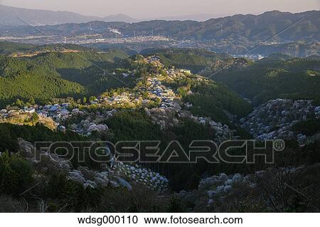Blooming cherry blossoms at Mount Yoshino, Nara Prefecture, Japan View Large Photo Image Stock Image - Blooming cherry blossoms at Mount Yoshino, Nara Prefecture, Japan. Fotosearch