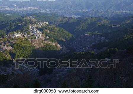Blooming cherry blossoms at Mount Yoshino, Nara Prefecture, Japan View Large Photo Image Stock Photo - Blooming cherry blossoms at Mount Yoshino, Nara Prefecture, Japan. Fotosearch