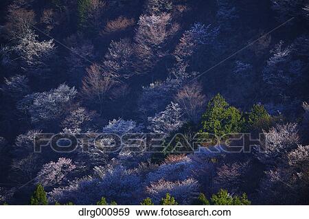 Blooming cherry blossoms at Mount Yoshino, Nara Prefecture, Japan View Large Photo Image Stock Photo - Blooming cherry blossoms at Mount Yoshino, Nara Prefecture, Japan. Fotosearch