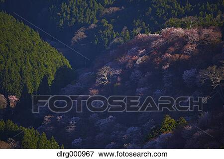 Blooming cherry blossoms at Mount Yoshino, Nara Prefecture, Japan View Large Photo Image Stock Photo - Blooming cherry blossoms at Mount Yoshino, Nara Prefecture, Japan. Fotosearch
