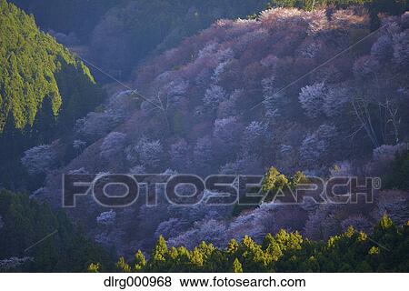 Blooming cherry blossoms at Mount Yoshino, Nara Prefecture, Japan View Large Photo Image Stock Photo - Blooming cherry blossoms at Mount Yoshino, Nara Prefecture, Japan. Fotosearch