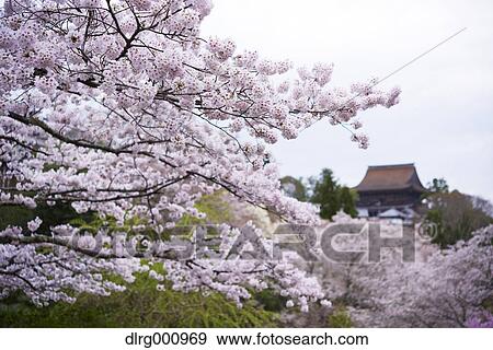 Blooming cherry blossoms at Mount Yoshino, Nara Prefecture, Japan View Large Photo Image Stock Photo - Blooming cherry blossoms at Mount Yoshino, Nara Prefecture, Japan. Fotosearch