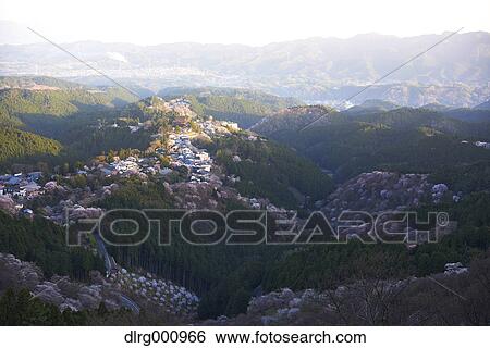 Blooming cherry blossoms at Mount Yoshino, Nara Prefecture, Japan View Large Photo Image Stock Photograph - Blooming cherry blossoms at Mount Yoshino, Nara Prefecture, Japan. Fotosearch