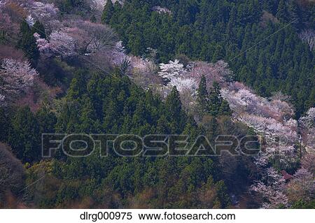 Blooming cherry blossoms at Mount Yoshino, Nara Prefecture, Japan View Large Photo Image Stock Photography - Blooming cherry blossoms at Mount Yoshino, Nara Prefecture, Japan. Fotosearch
