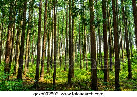 Cedar forest in Nikko, Tochigi Prefecture, Japan View Large Photo Image Stock Image - Cedar forest in Nikko, Tochigi Prefecture, Japan. Fotosearch
