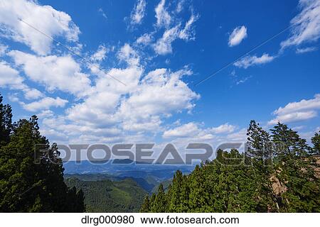 Cedar grove at Mount Yoshino, Nara Prefecture, Japan View Large Photo Image Stock Image - Cedar grove at Mount Yoshino, Nara Prefecture, Japan. Fotosearch