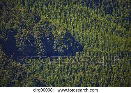 Cedar grove at Mount Yoshino, Nara Prefecture, Japan View Large Photo Image Stock Image - Cedar grove at Mount Yoshino, Nara Prefecture, Japan. Fotosearch