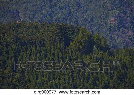 Cedar grove at Mount Yoshino, Nara Prefecture, Japan View Large Photo Image Stock Photo - Cedar grove at Mount Yoshino, Nara Prefecture, Japan. Fotosearch
