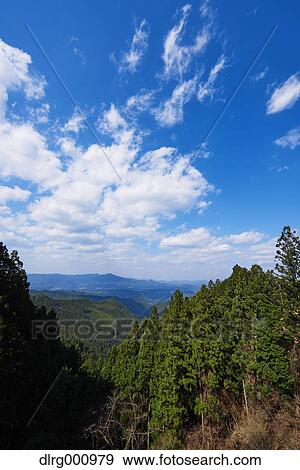 Cedar grove at Mount Yoshino, Nara Prefecture, Japan View Large Photo Image Stock Photo - Cedar grove at Mount Yoshino, Nara Prefecture, Japan. Fotosearch