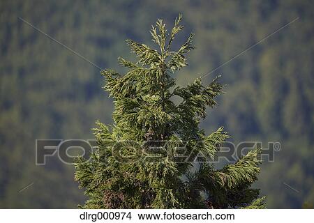 Cedar tree closeup at Mount Yoshino, Nara Prefecture, Japan View Large Photo Image Picture - Cedar tree closeup at Mount Yoshino, Nara Prefecture, Japan. Fotosearch