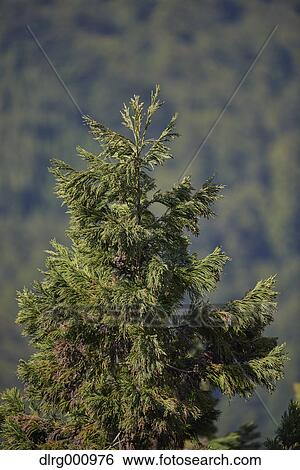 Cedar tree closeup at Mount Yoshino, Nara Prefecture, Japan View Large Photo Image Stock Photograph - Cedar tree closeup at Mount Yoshino, Nara Prefecture, Japan. Fotosearch