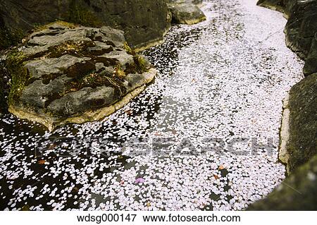 Cherry blossoms floating on water stream, Gunma Prefectural Forest Park, Gunma Prefecture, Japan View Large Photo Image Stock Photo - Cherry blossoms floating on water stream, Gunma Prefectural Forest Park, Gunma Prefecture, Japan. Fotosearch