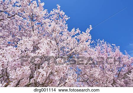 Picture - Cherry blossoms in full bloom and blue sky. Fotosearch