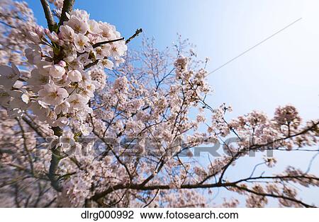 Cherry blossoms in full bloom and blue sky View Large Photo Image Stock Image - Cherry blossoms in full bloom and blue sky. Fotosearch
