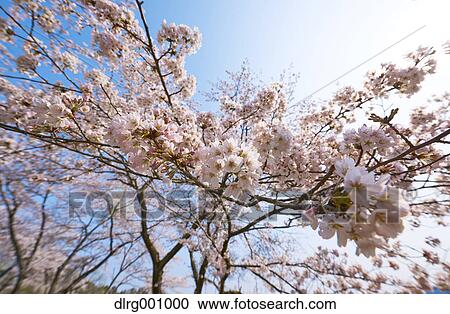 Cherry blossoms in full bloom and blue sky View Large Photo Image Stock Image - Cherry blossoms in full bloom and blue sky. Fotosearch