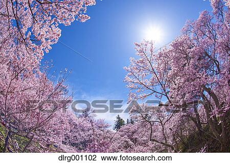 Cherry blossoms in full bloom and blue sky View Large Photo Image Stock Image - Cherry blossoms in full bloom and blue sky. Fotosearch