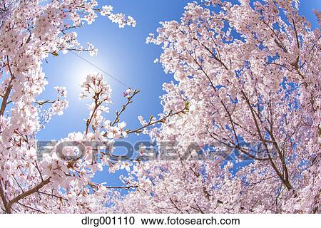 Cherry blossoms in full bloom and blue sky View Large Photo Image Stock Image - Cherry blossoms in full bloom and blue sky. Fotosearch