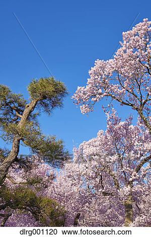 Stock Image - Cherry blossoms in full bloom and blue sky. Fotosearch