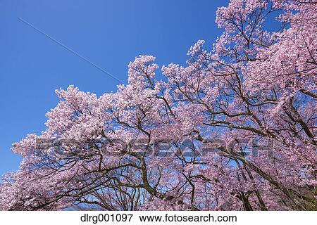 Stock Photo - Cherry blossoms in full bloom and blue sky. Fotosearch