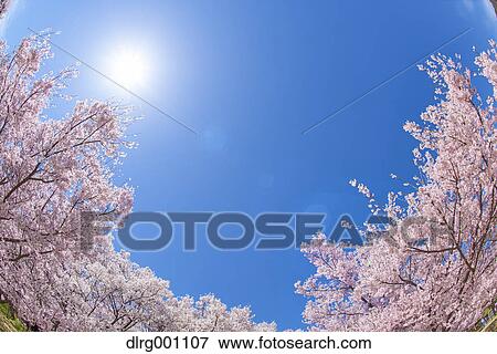 Stock Photo - Cherry blossoms in full bloom and blue sky. Fotosearch