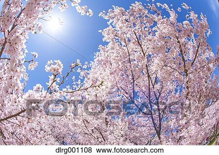 Stock Photo - Cherry blossoms in full bloom and blue sky. Fotosearch