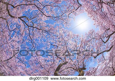Cherry blossoms in full bloom and blue sky View Large Photo Image Stock Photo - Cherry blossoms in full bloom and blue sky. Fotosearch
