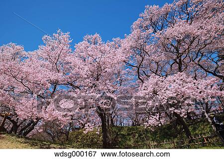 Stock Photo - Cherry blossoms in full bloom and blue sky. Fotosearch