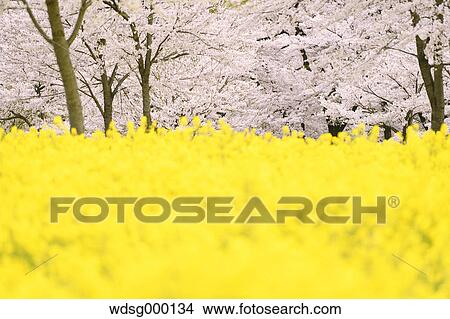 Picture - Cherry blossoms in full bloom and rapeseed flowers, Gunma Prefecture, Japan. Fotosearch
