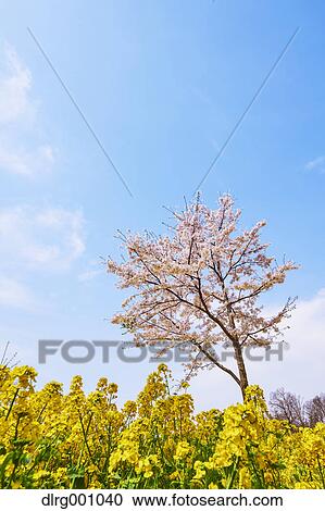 Cherry blossoms in full bloom and rapeseed flowers, Gunma Prefecture, Japan View Large Photo Image Stock Image - Cherry blossoms in full bloom and rapeseed flowers, Gunma Prefecture, Japan. Fotosearch