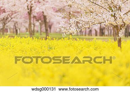 Stock Image - Cherry blossoms in full bloom and rapeseed flowers, Gunma Prefecture, Japan. Fotosearch