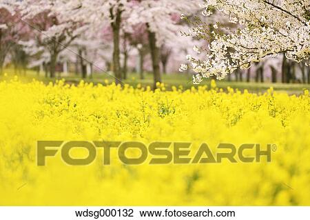 Cherry blossoms in full bloom and rapeseed flowers, Gunma Prefecture, Japan View Large Photo Image Stock Image - Cherry blossoms in full bloom and rapeseed flowers, Gunma Prefecture, Japan. Fotosearch