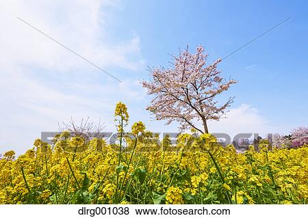 Stock Photo - Cherry blossoms in full bloom and rapeseed flowers, Gunma Prefecture, Japan. Fotosearch