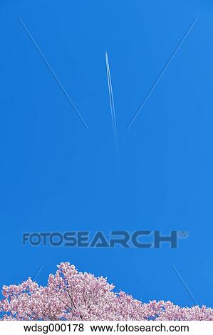 Cherry blossoms in full bloom and airplane flying in the blue sky View Large Photo Image Stock Photo - Cherry blossoms in full bloom and airplane flying in the blue sky. Fotosearch