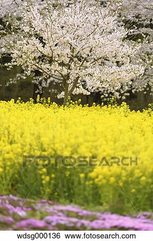 Stock Photograph - Cherry blossoms in full bloom and rapeseed flowers, Gunma Prefecture, Japan. Fotosearch