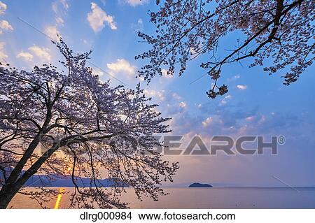 Cherry blossoms in full bloom at Lake Biwa, Shiga Prefecture, Japan View Large Photo Image Picture - Cherry blossoms in full bloom at Lake Biwa, Shiga Prefecture, Japan. Fotosearch