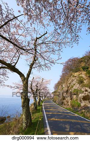 Cherry blossoms in full bloom at Lake Biwa, Shiga Prefecture, Japan View Large Photo Image Picture - Cherry blossoms in full bloom at Lake Biwa, Shiga Prefecture, Japan. Fotosearch
